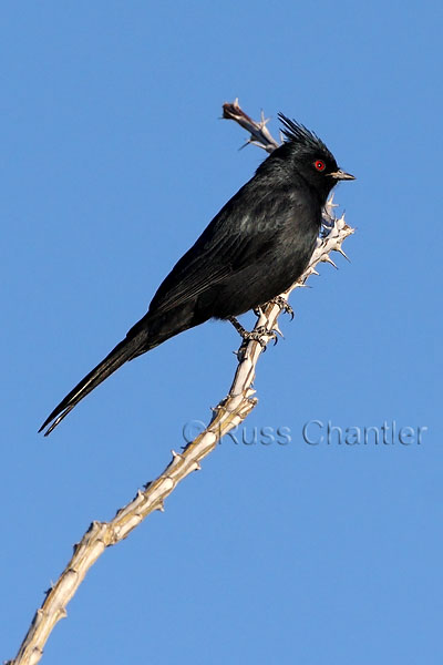 Phainopepla © Russ Chantler